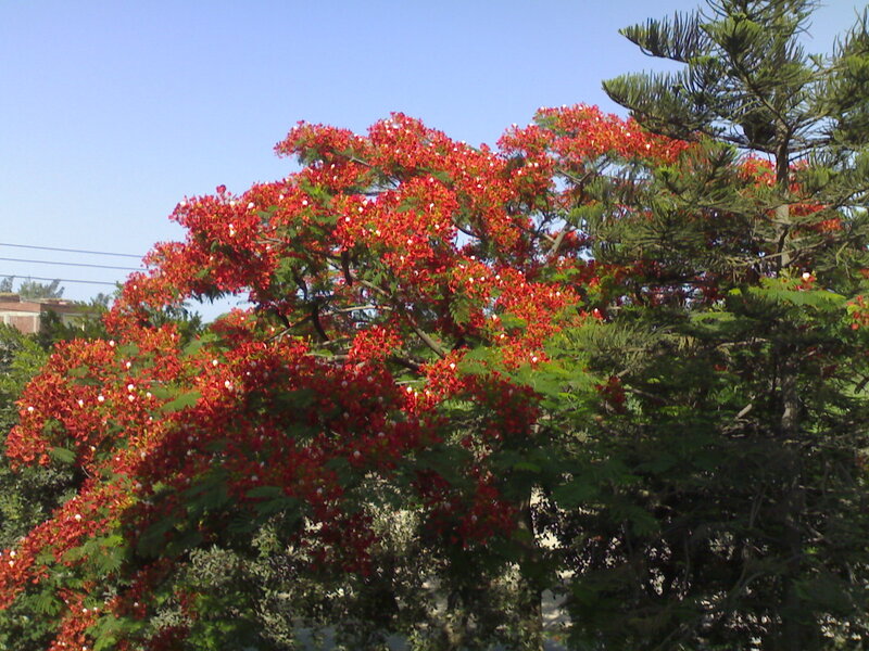 Red-flowered Tree — Red, Calm