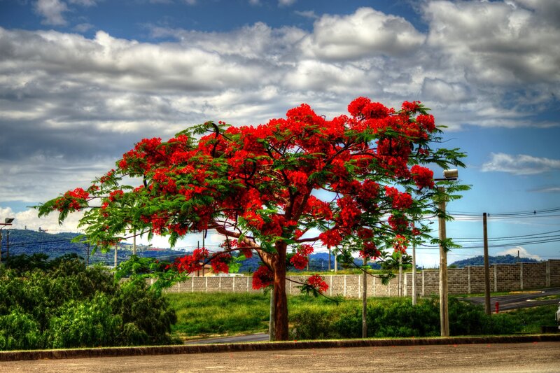 Red-flowered Tree — Red, Dramatic, Afternoon, Photograph