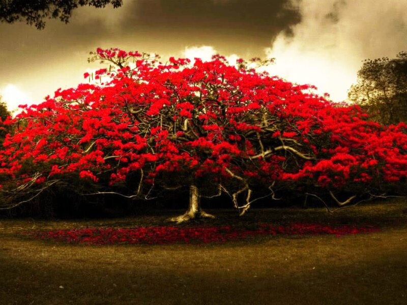 Red-flowered Tree — Red, Dramatic, Afternoon