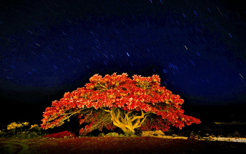 Red-flowered Tree — Red, Dramatic