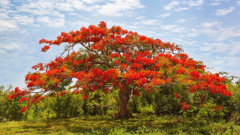 Red-flowered Tree — Red, Serene, Afternoon, Photograph