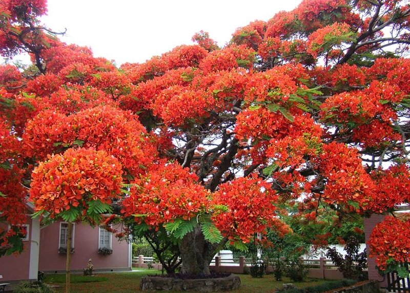 Red-flowered Tree — Red, Serene, Afternoon