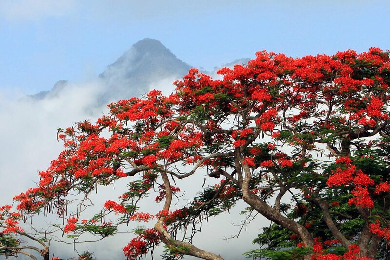 Red-flowered Tree — Red, Serene