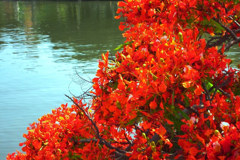 Red-flowered Tree — Red