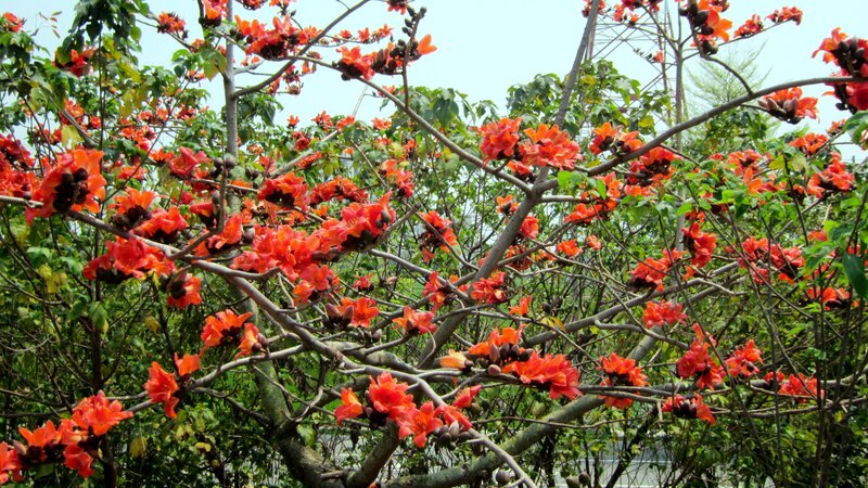 Red-flowered Tree