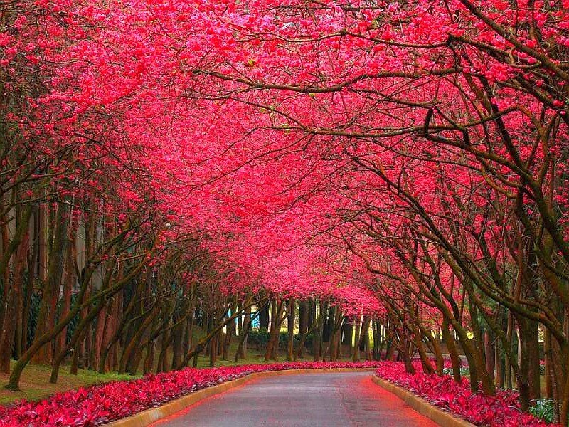 Red-flowered Tree Tunnel