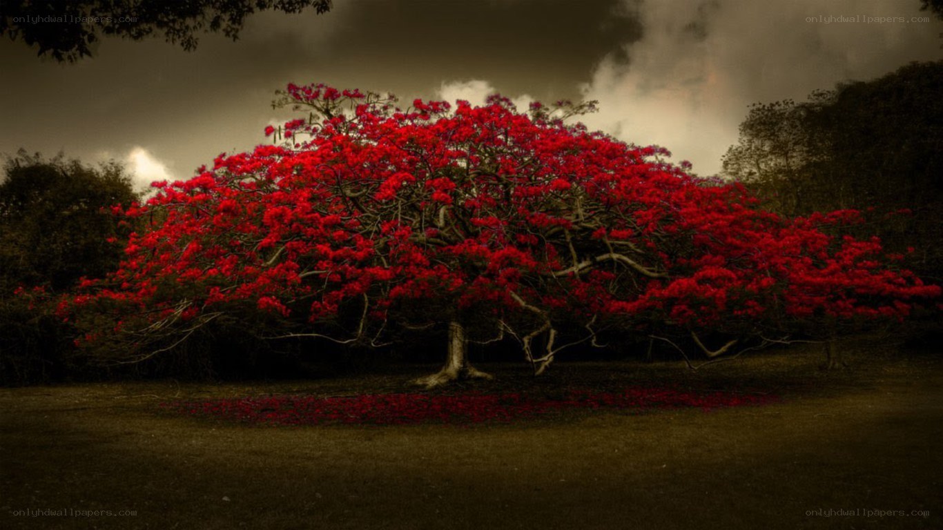 Red-flowered tree under stormy sky