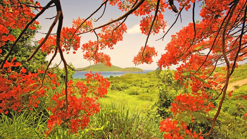 Red-flowered Tree View — Red