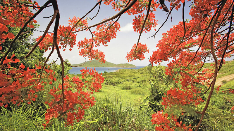 Red-flowered Tree View