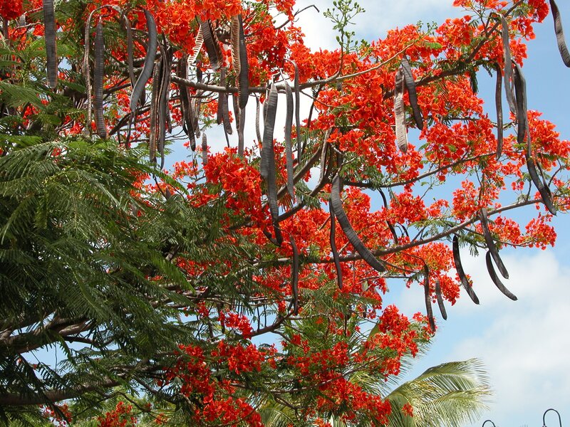 Red-flowered tree with seed pods