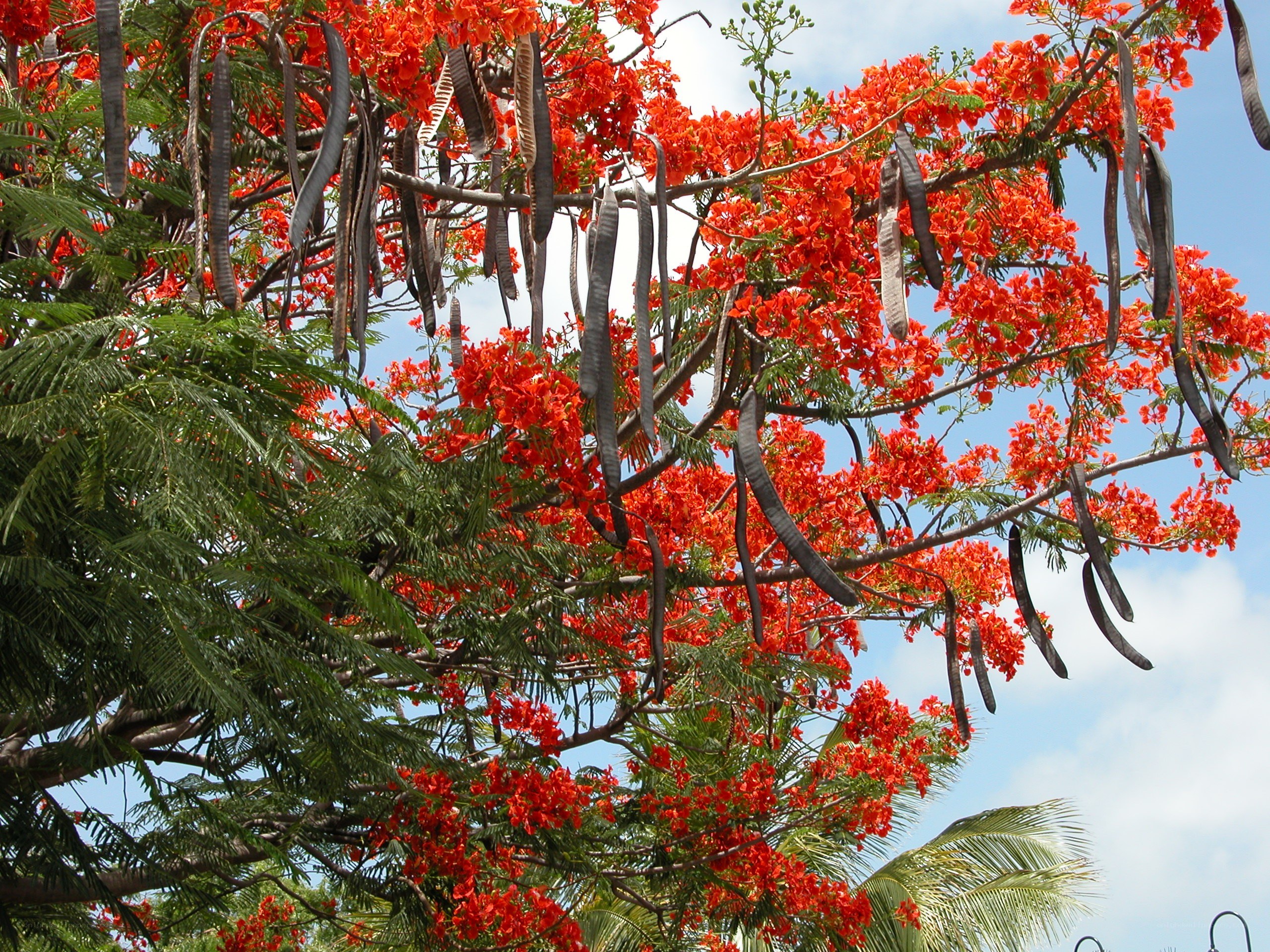 Red-flowered tree with seed pods