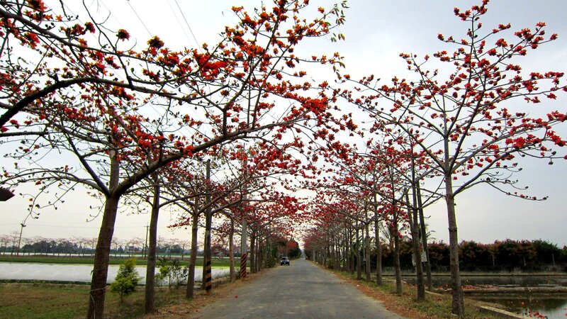 Red-flowered Trees — Red, Serene
