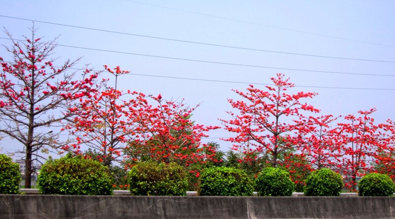 Red-flowered Trees — Red