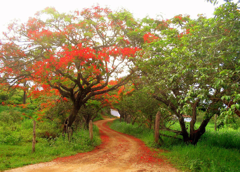Red-flowered Trees