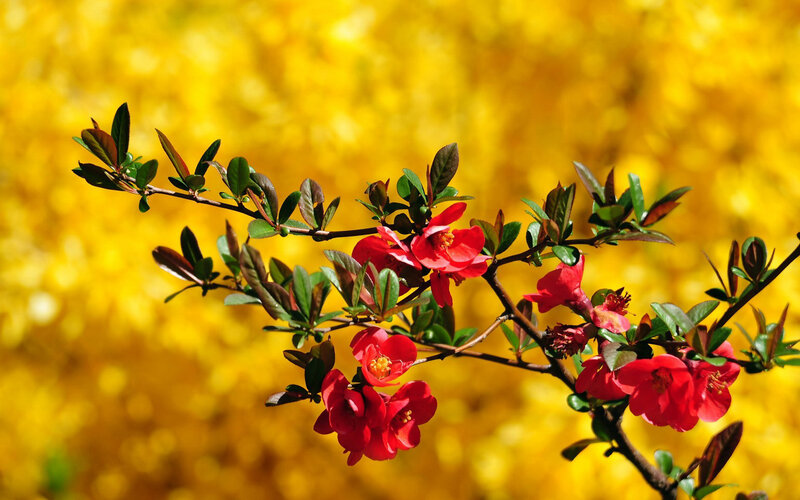 Red Flowering Branch