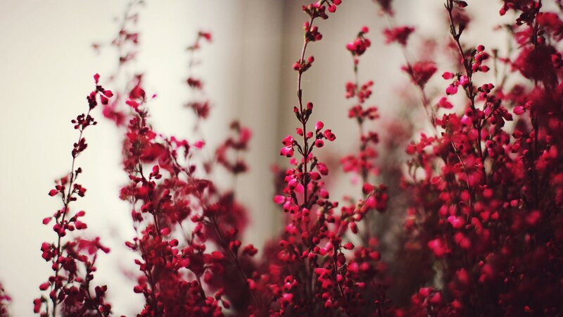 Red Flowering Branches — Calm