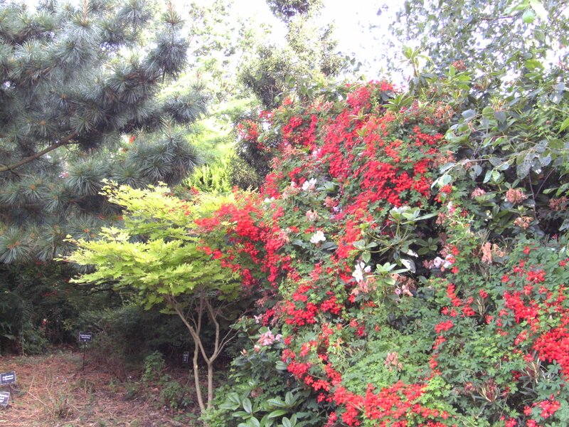 Red Flowering Bush — Natural