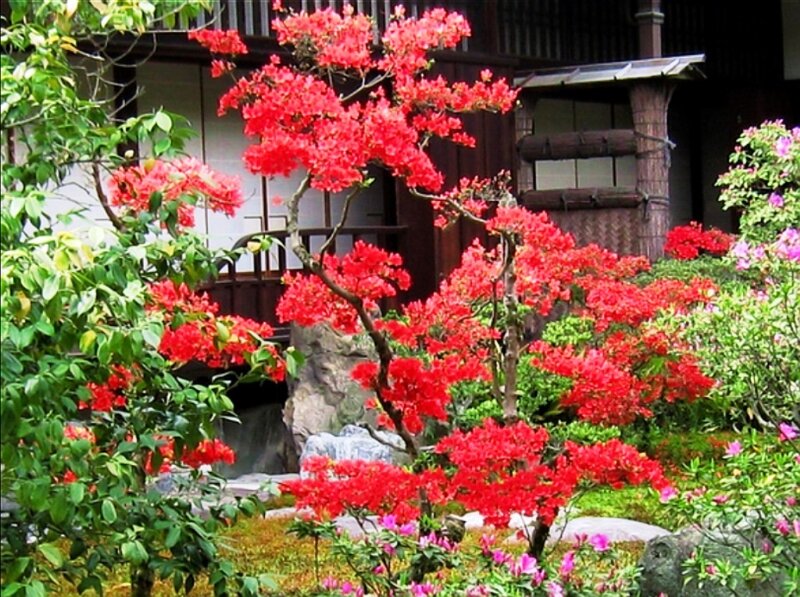 Red Flowering Bush