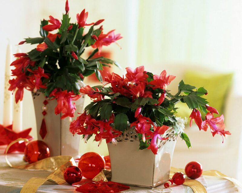Red Flowering Cactus Plants