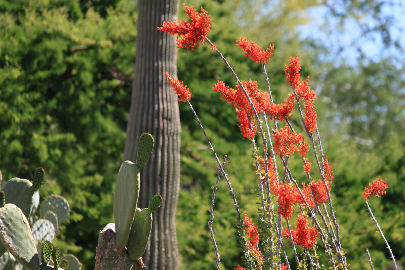 Red Flowering Plant — Natural