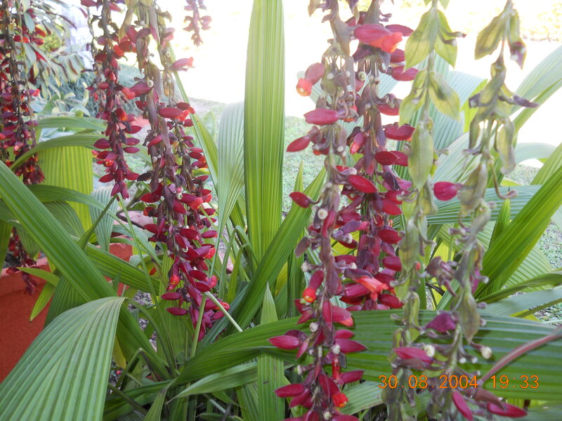 Red Flowering Plant
