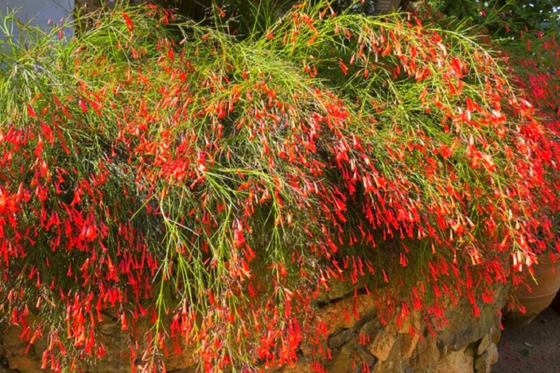 Red Flowering Plant — Vibrant