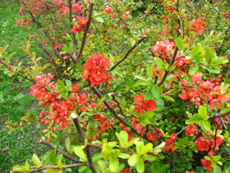 Red Flowering Quince Bush — Blooming