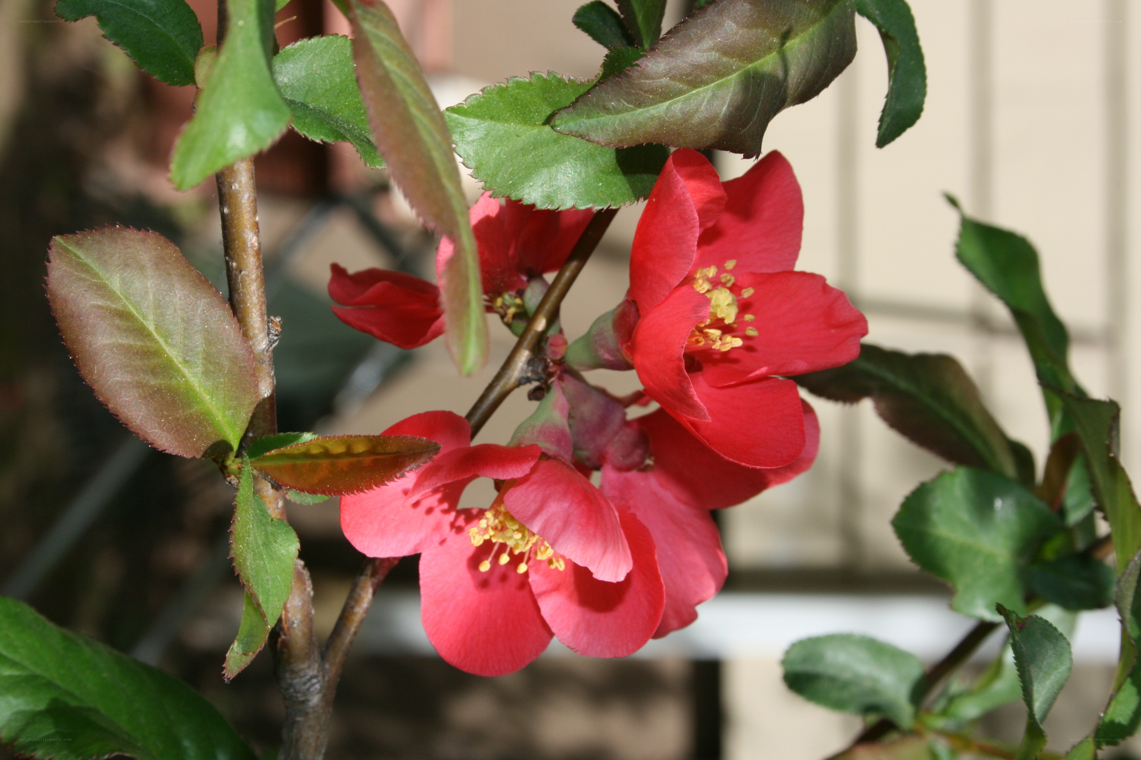 red flowering quince bush