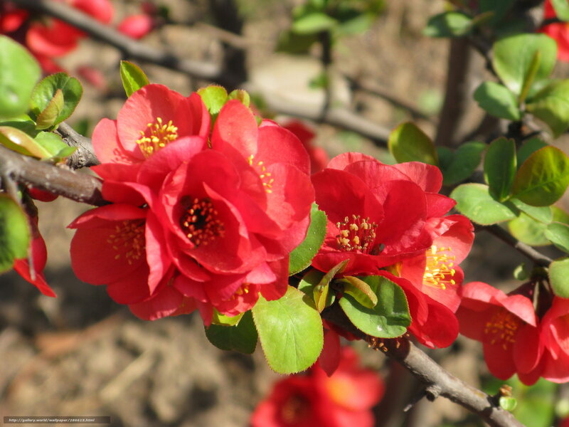Red Flowering Quince — Calm, Spring