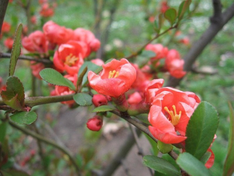 Red Flowering Quince — Calm