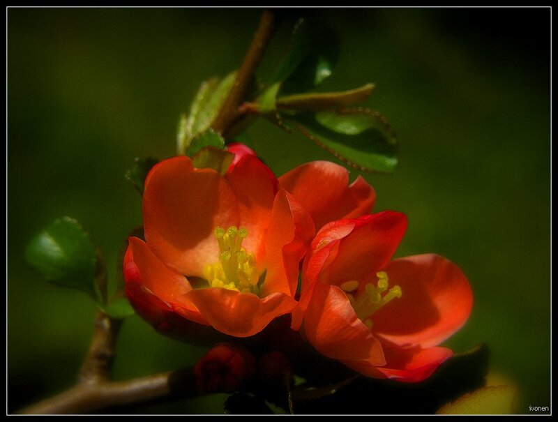 Red Flowering Quince — Dramatic