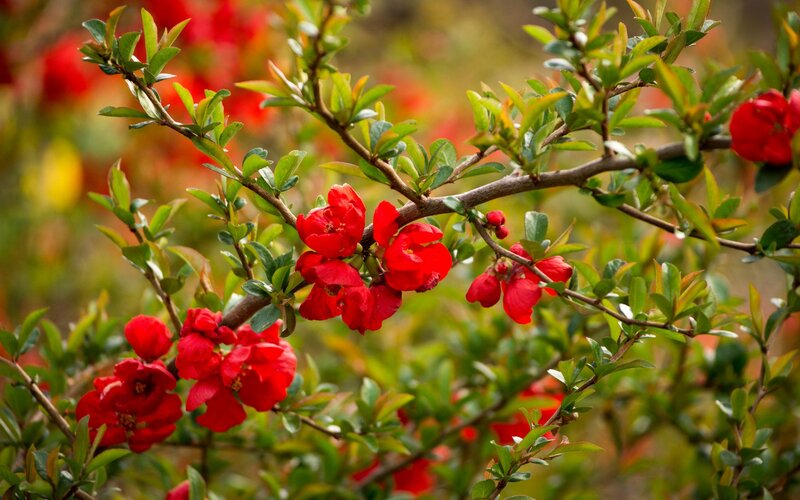 Red Flowering Quince — Natural, Spring