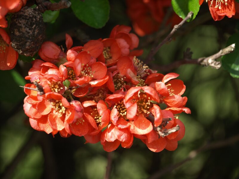 Red Flowering Quince — Natural
