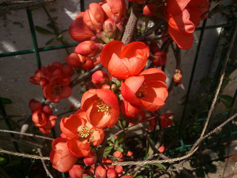 Red Flowering Quince — Orange