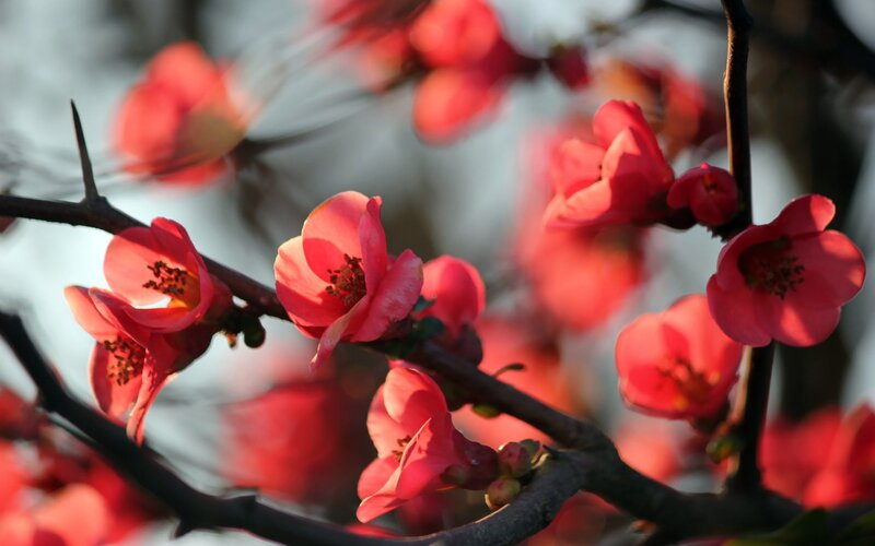 Red Flowering Quince — Serene, Spring, Photograph, Branch