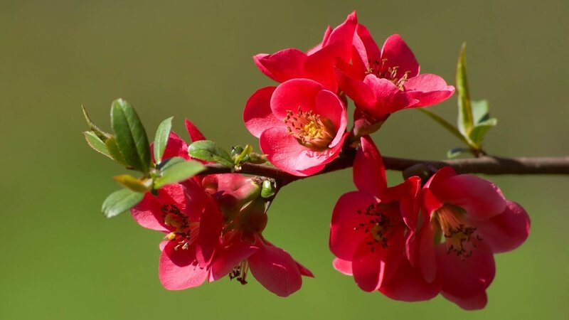 Red Flowering Quince — Serene, Spring, Photograph, Flowers