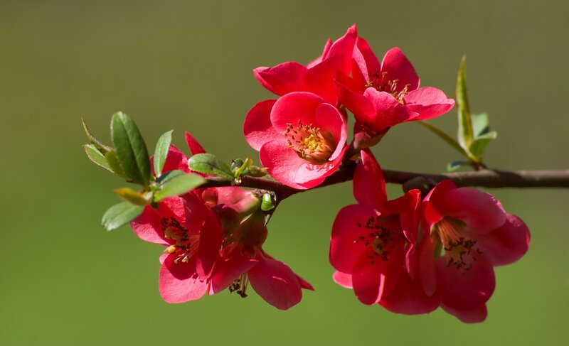Red Flowering Quince — Serene, Spring, Photograph