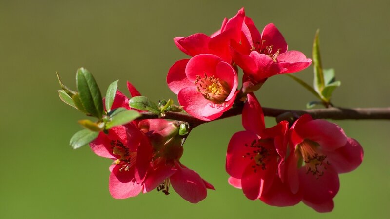 Red Flowering Quince — Serene, Spring