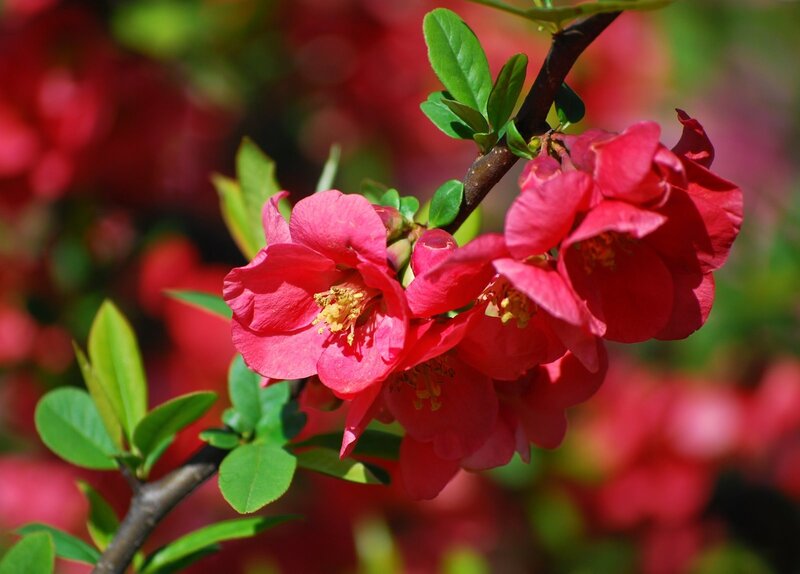 Red Flowering Quince