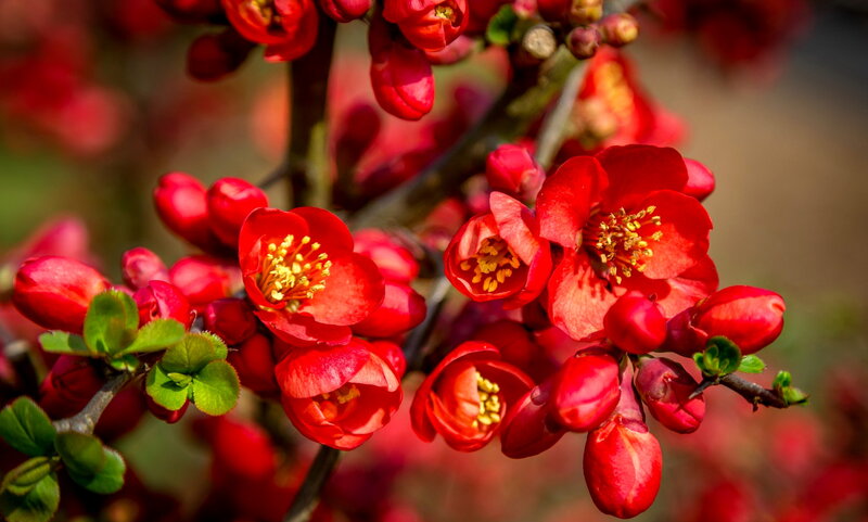 Red Flowering Quince — Vibrant, Spring, Photograph, Blossoms, Buds