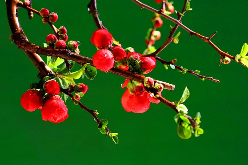 Red Flowering Quince — Vibrant, Spring, Photograph, Blossoms