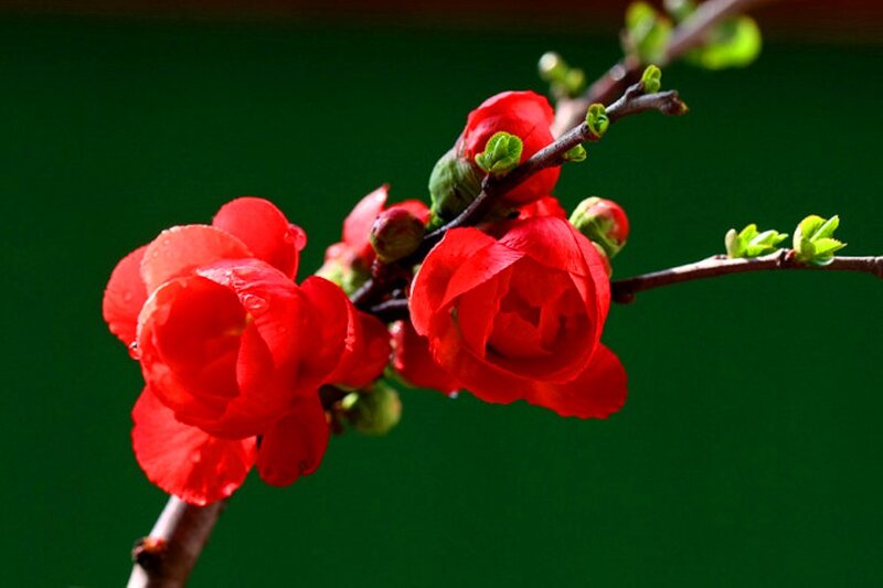 Red Flowering Quince — Vibrant, Spring, Photograph, Branch