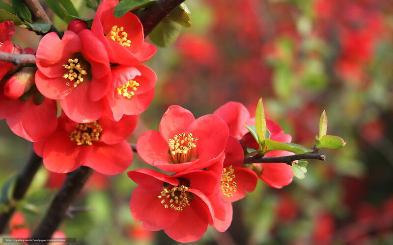 Red Flowering Quince — Vibrant, Spring, Photograph, Flowers, Branches