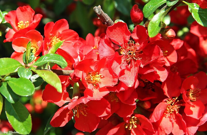 Red Flowering Quince — Vibrant, Spring, Photograph, Flowers, Leaves, Buds