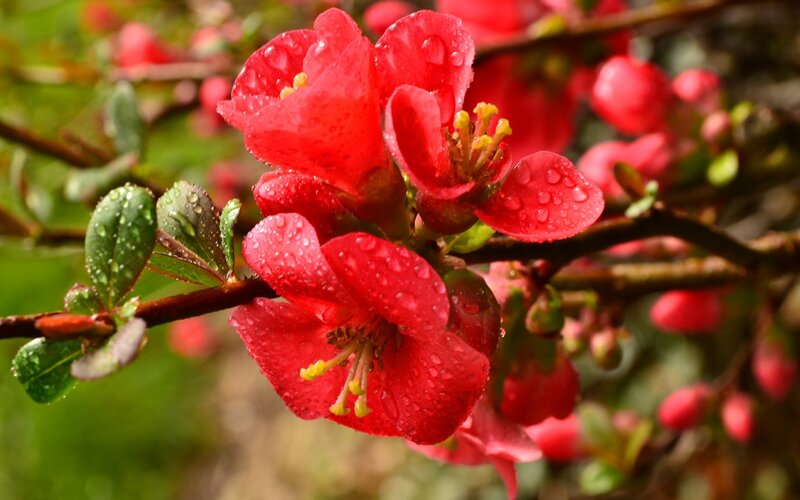 Red Flowering Quince — Vibrant, Spring, Photograph, Flowers, Leaves