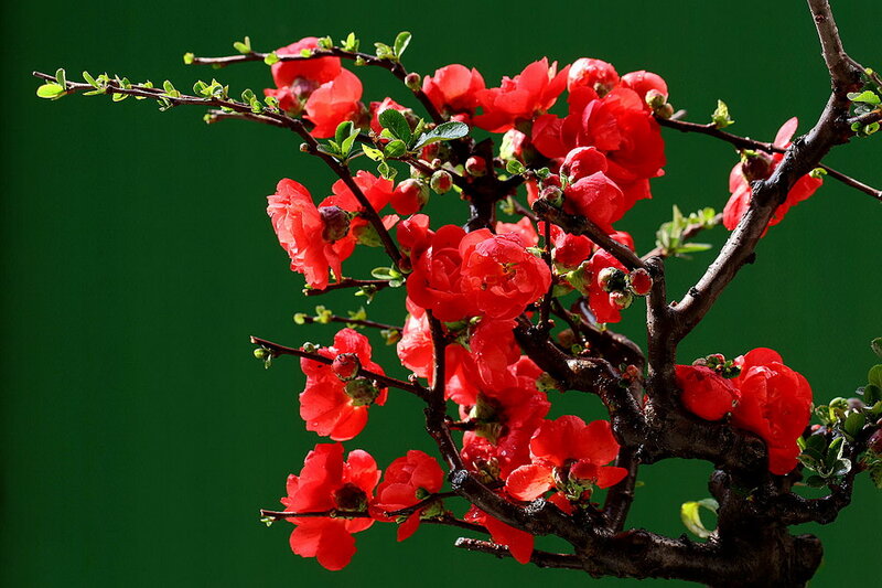 Red Flowering Quince — Vibrant, Spring, Photograph, Flowers
