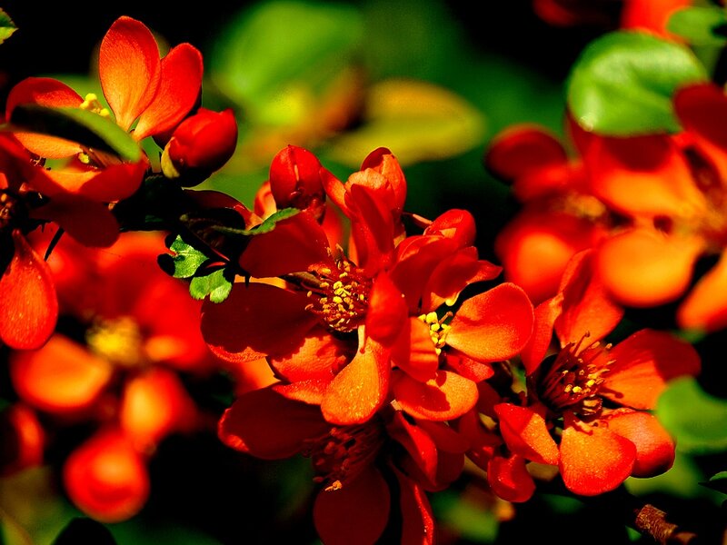Red Flowering Quince — Vibrant, Spring