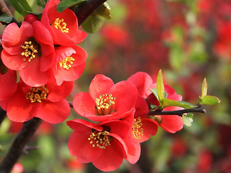 Red Flowering Quince — Vibrant