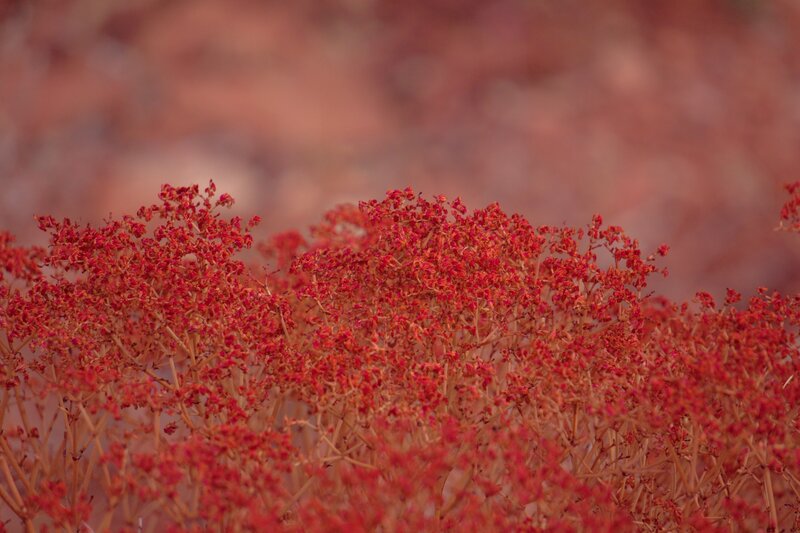 Red Flowering Shrub