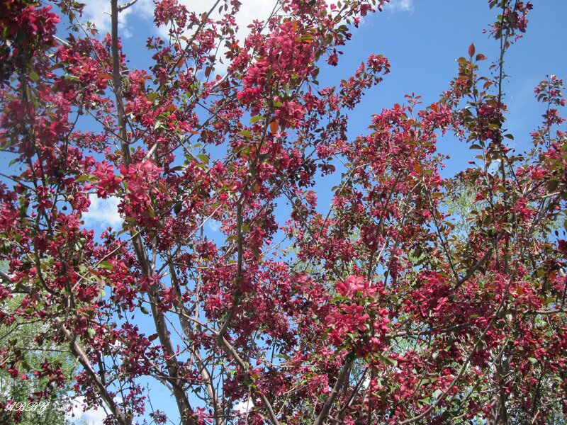 Red Flowering Tree — Serene